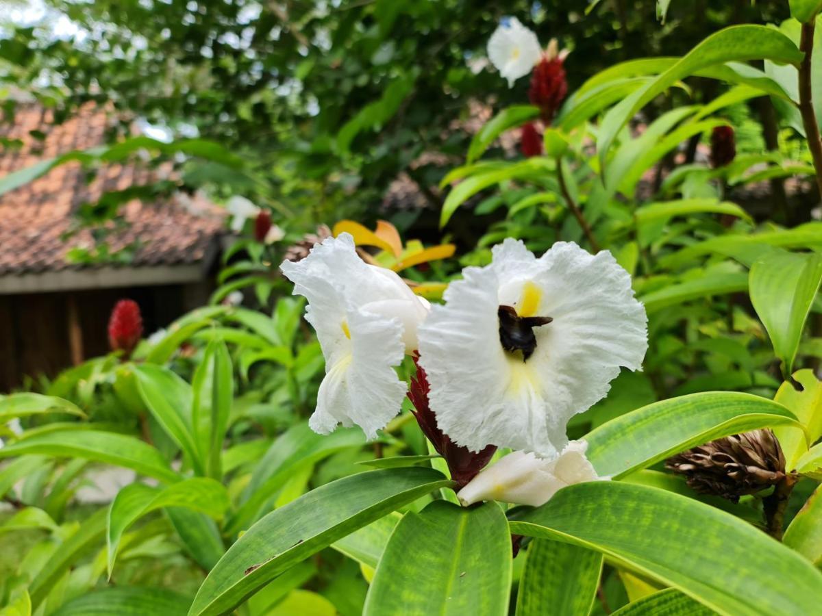 Villa Kayu Yogyakarta&Bungallow Bagian luar foto
